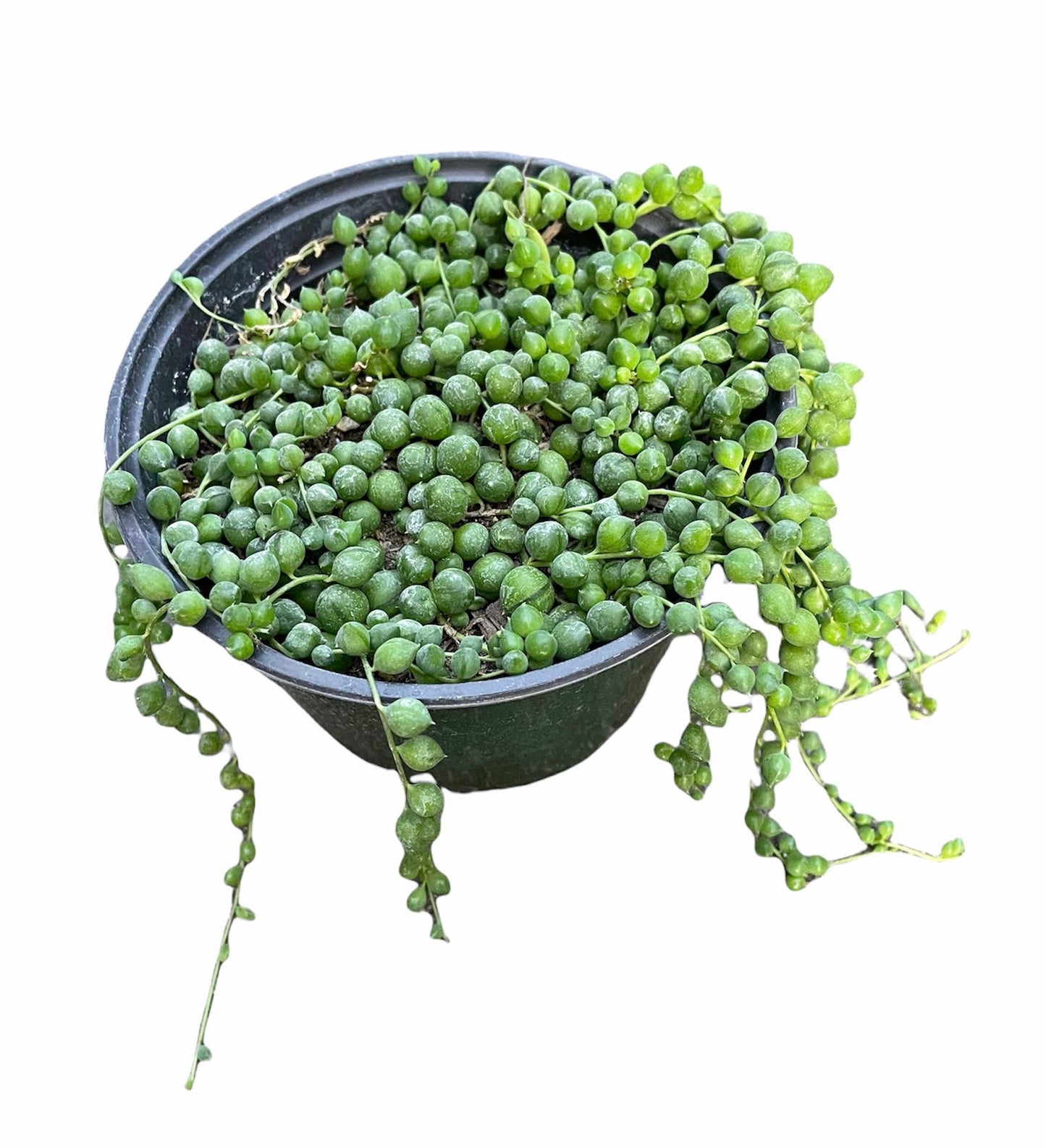 2" 4" pot String Of Pearls