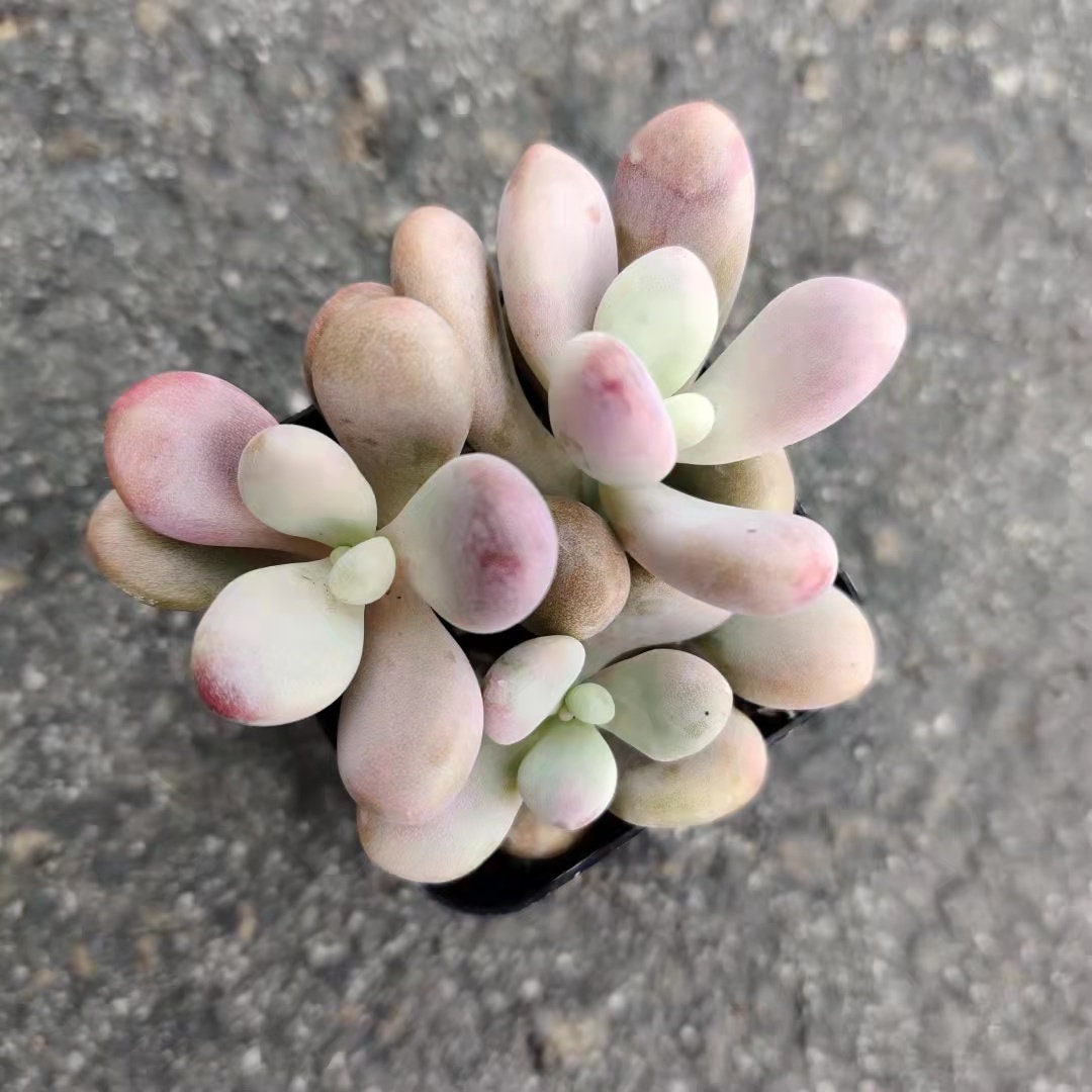 2" pot 4"pot Succulent Plants Pachyphytum Oviferum Pink Moonstones
