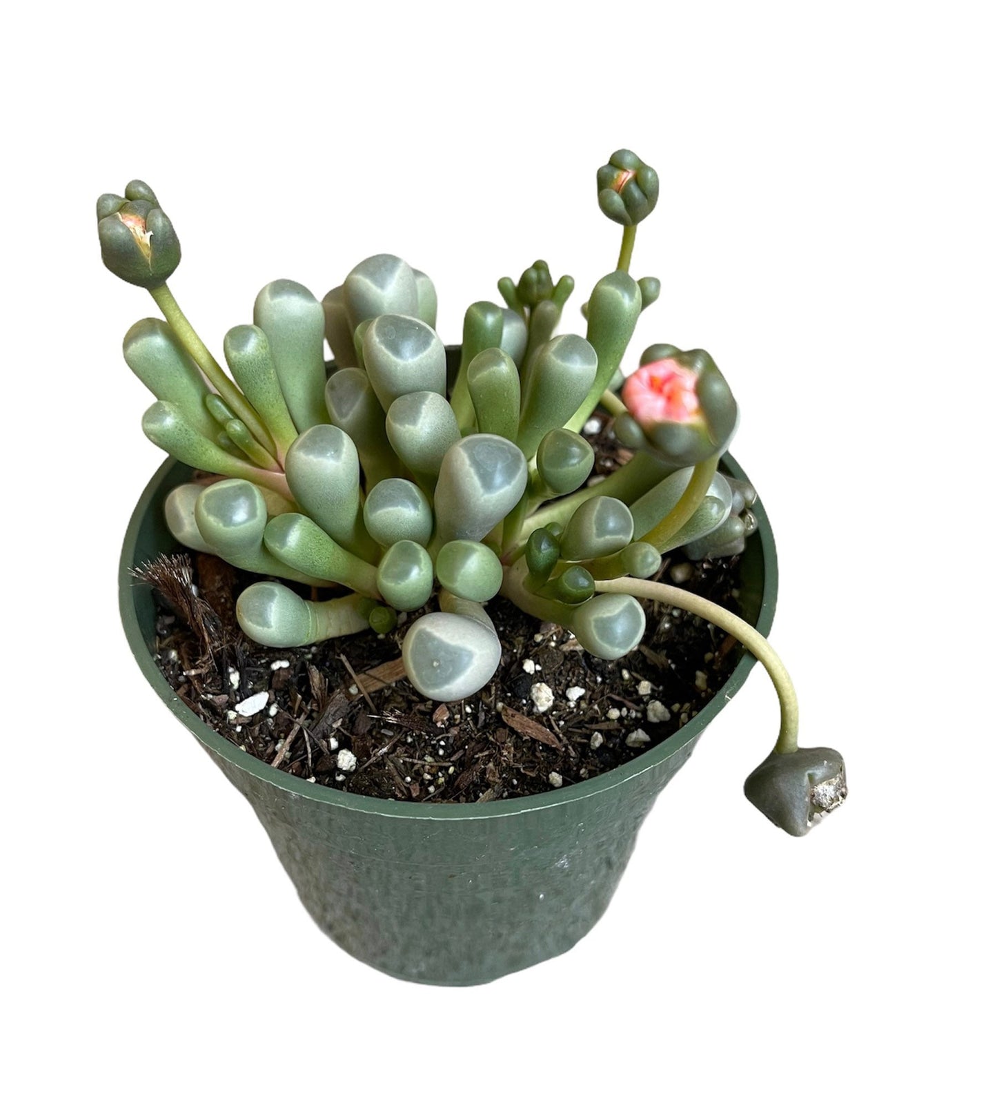 2" pot 4”pot Succulent Plants Fenestraria baby toes