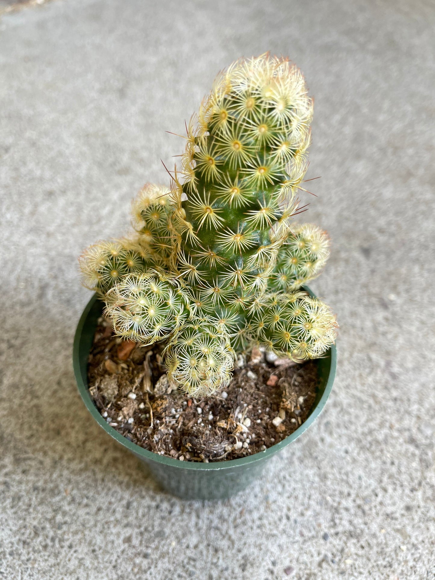 2" pot 4”pot Cactus Plants Mammillaria Elongata