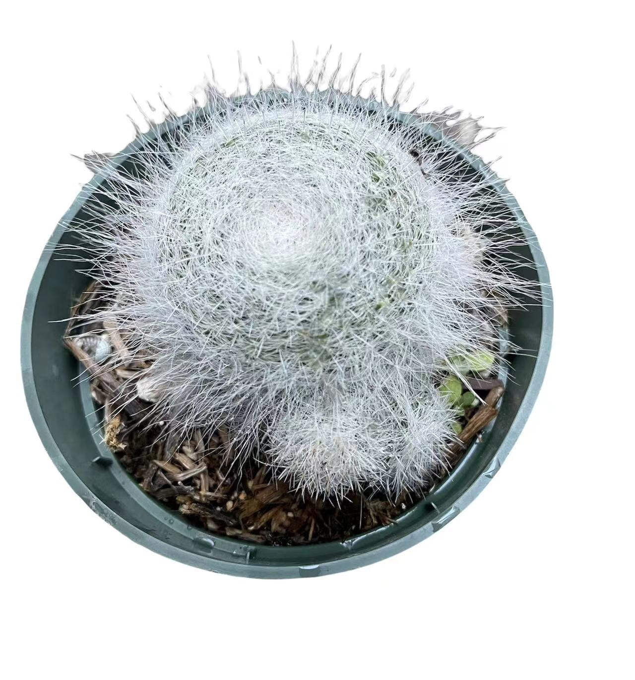4"pot Mammillaria Haniana Old Lady Cactus with babies