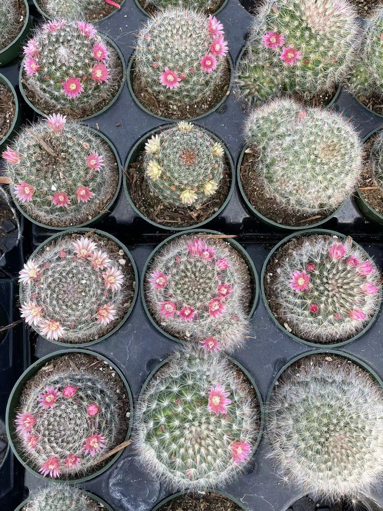 2"pot 4"pot Cactus Plants Mammillaria Bocasana