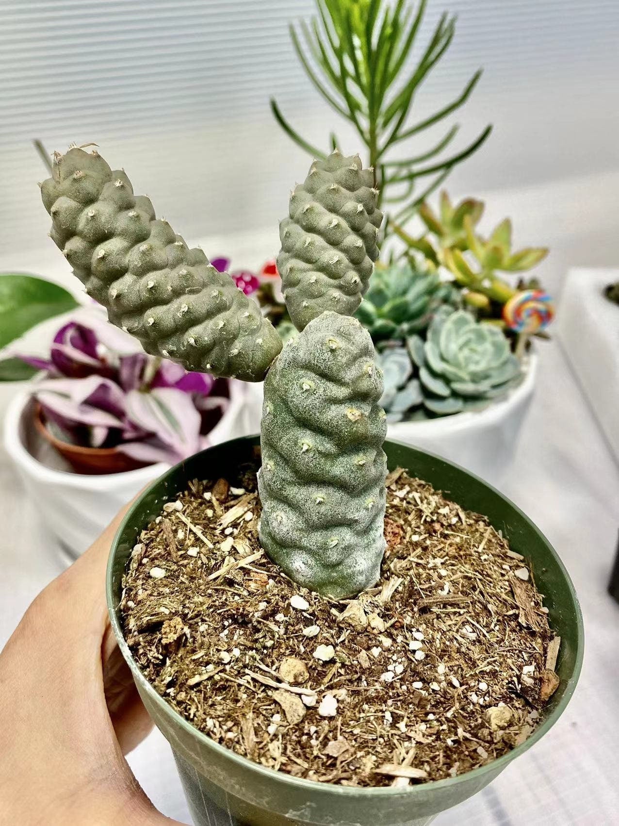 2" pot 4“pot Pine Cone Cactus Opuntia papyracantha Tephrocactus