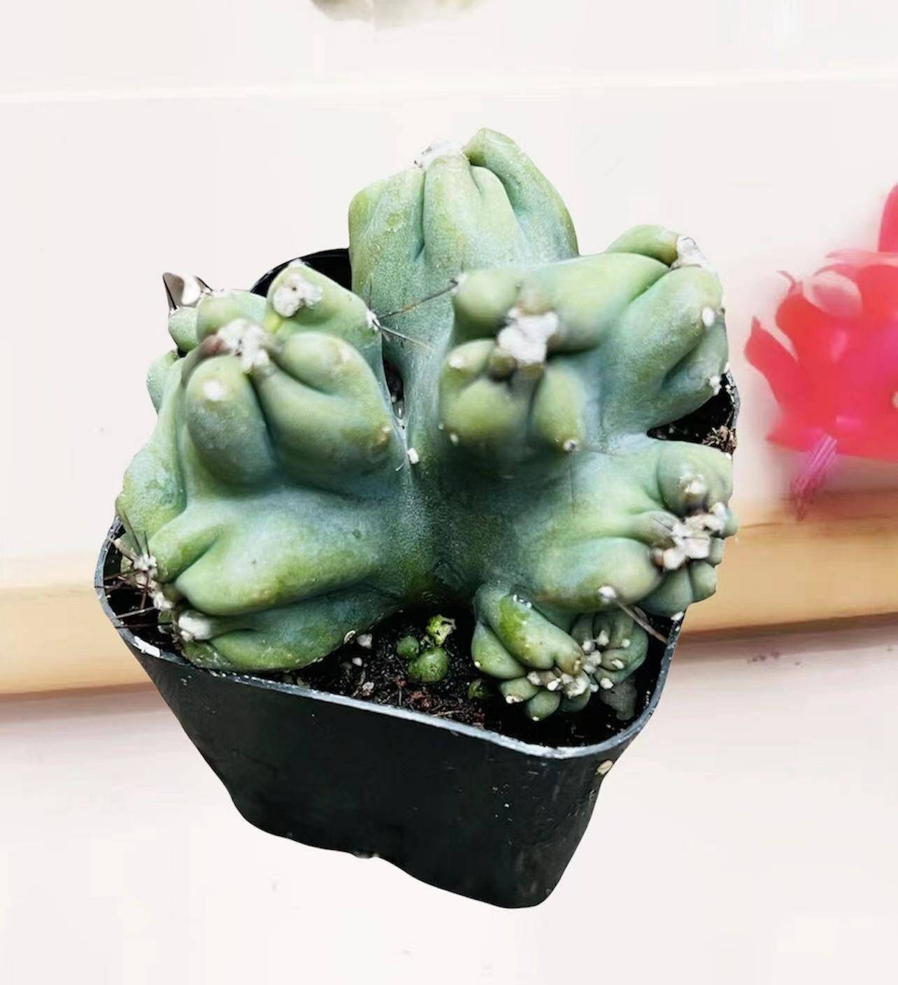 2"pot Live Cactus plant Cereus Forbesii Monstrose Ming Thing