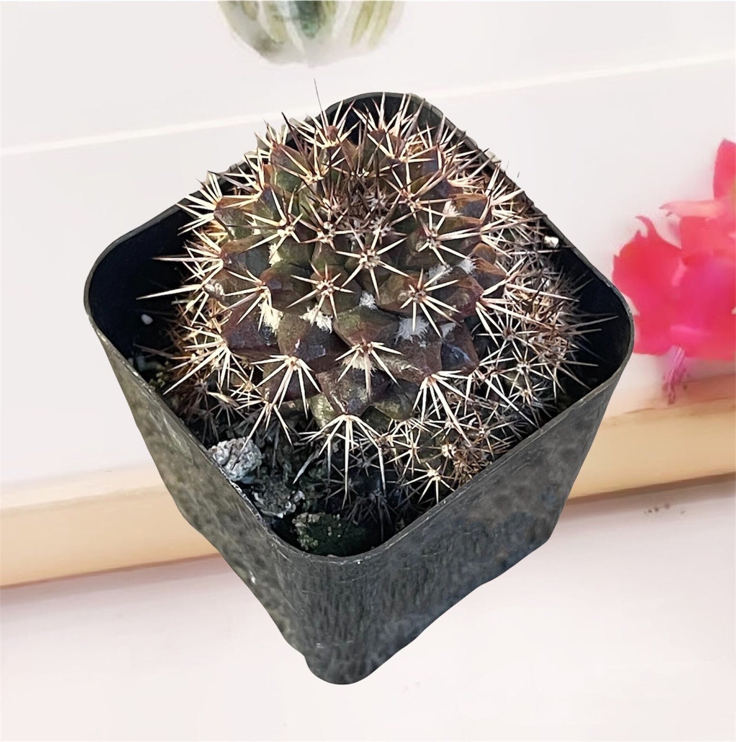 2" pot Mammillaria sp. Cactus