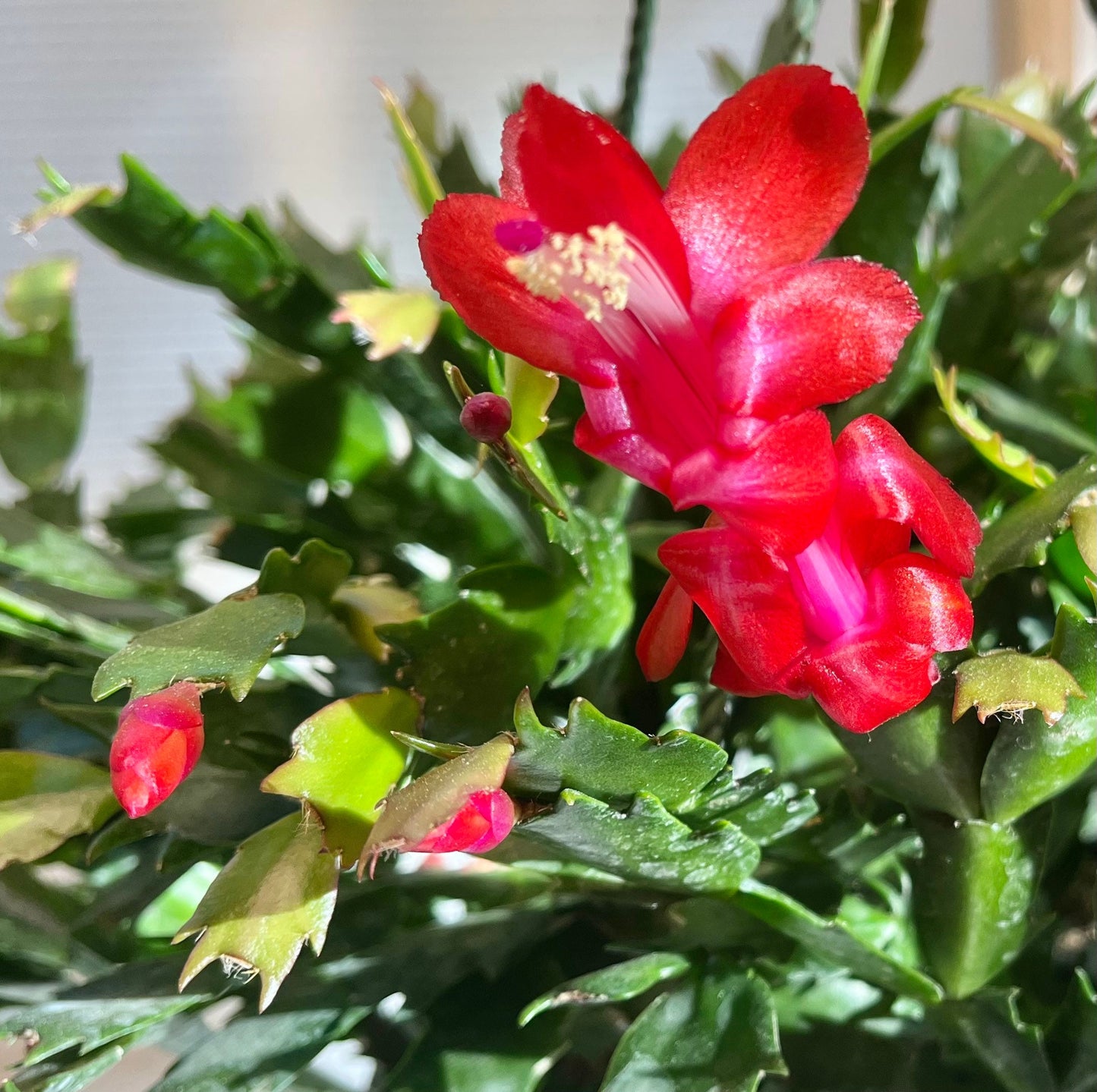 Unrooted Leave cuttings Thanksgiving cactus