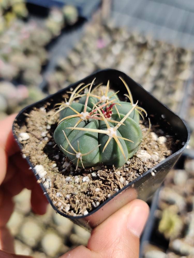 2"pot 4"pot Cactus Plants Ferocactus Macrodiscus Barrel Cactus