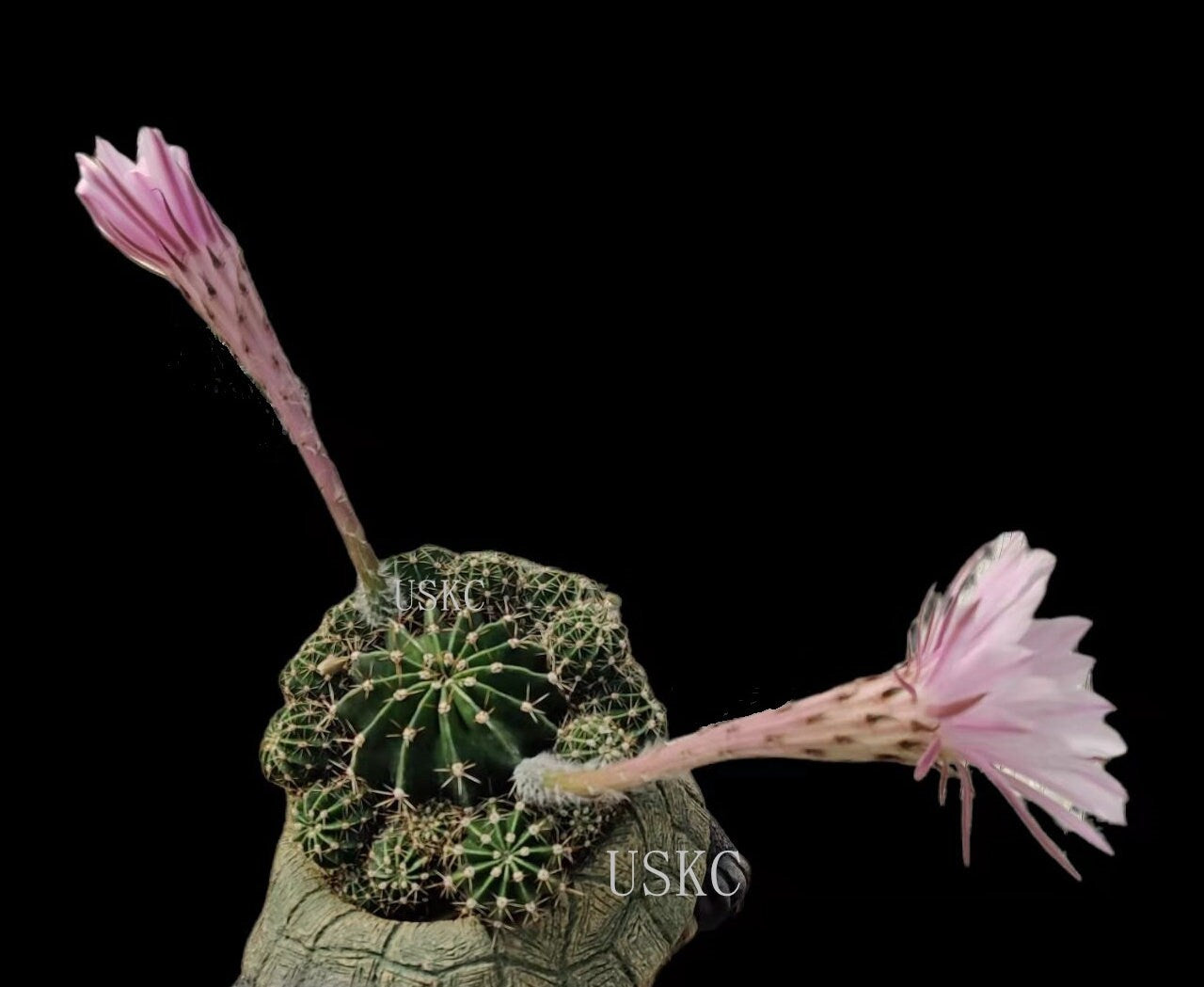 2"pot 4"pot Echinobivia Rainbow Bursts Cactus