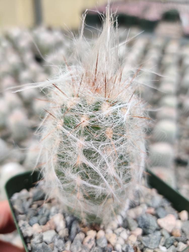 2"pot Live cactus plant Old Man Of The Andes Cactus Oreocereus Trollii
