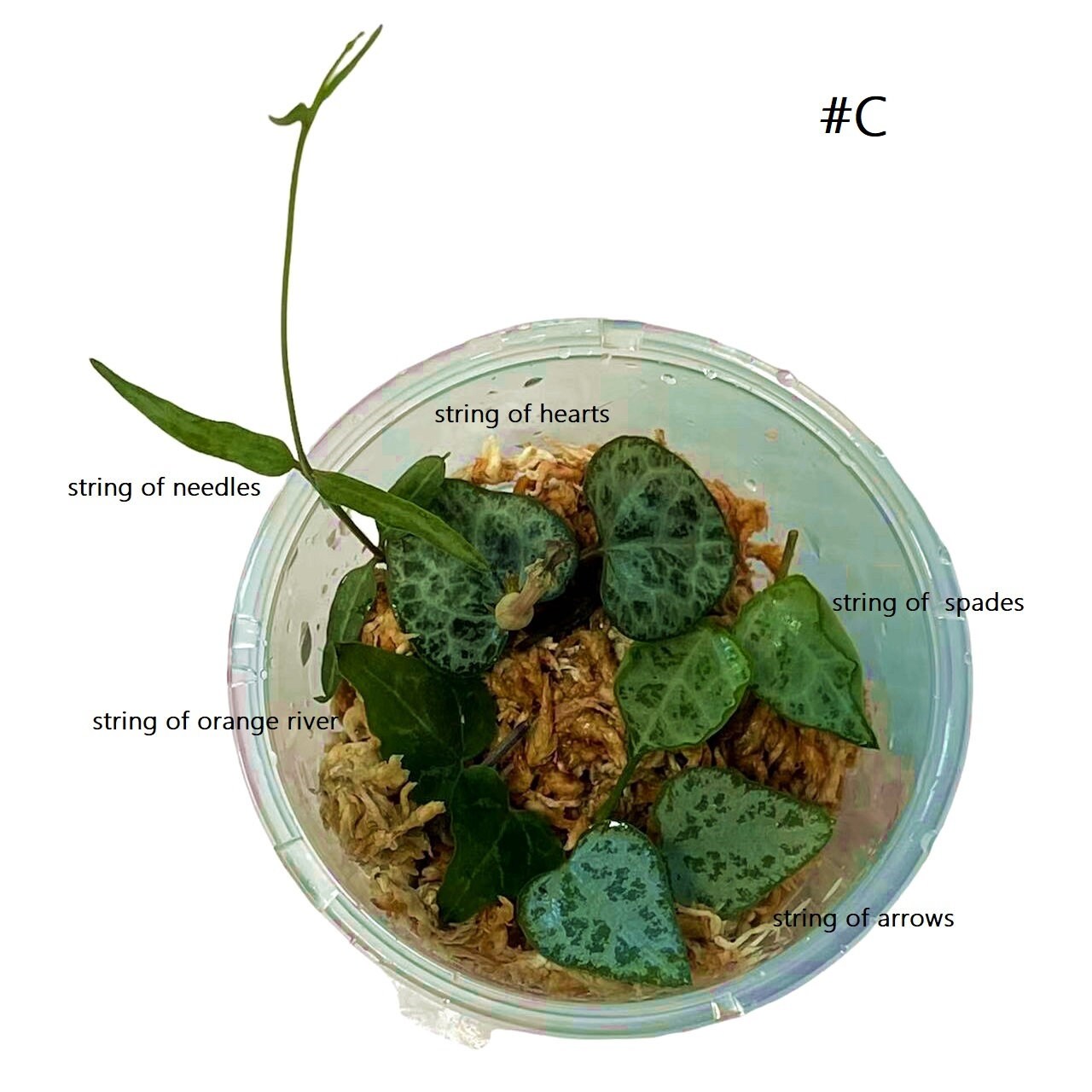 Leave cutting unrooted 5 pieces mix String plants