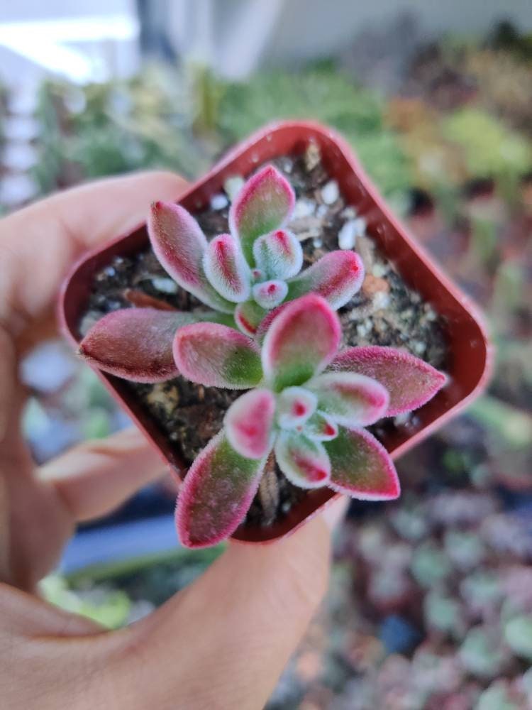 2” pot succulents Plants Echeveria Devotion