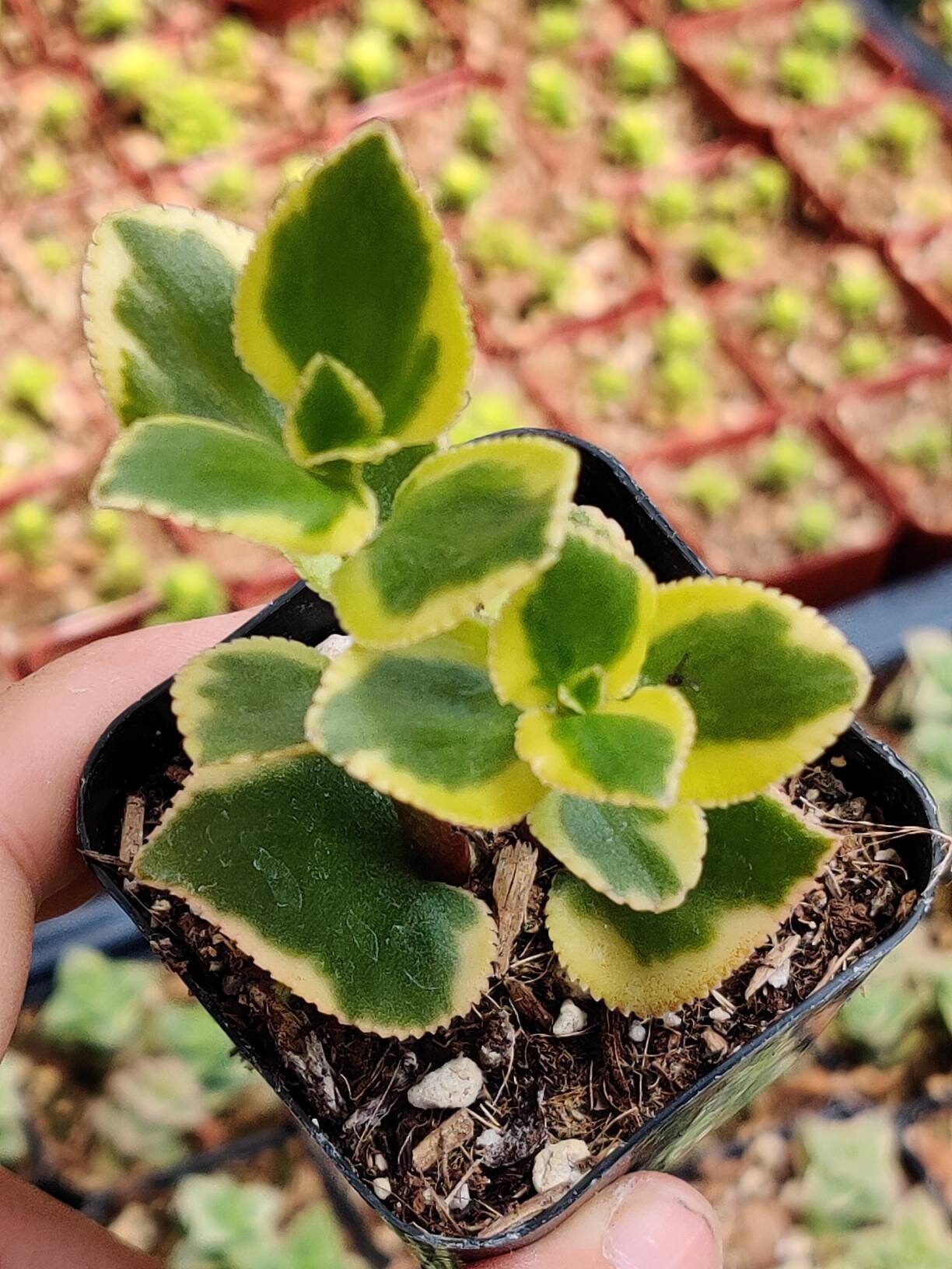 2"pot Crassula sarmentosa 'Comet'