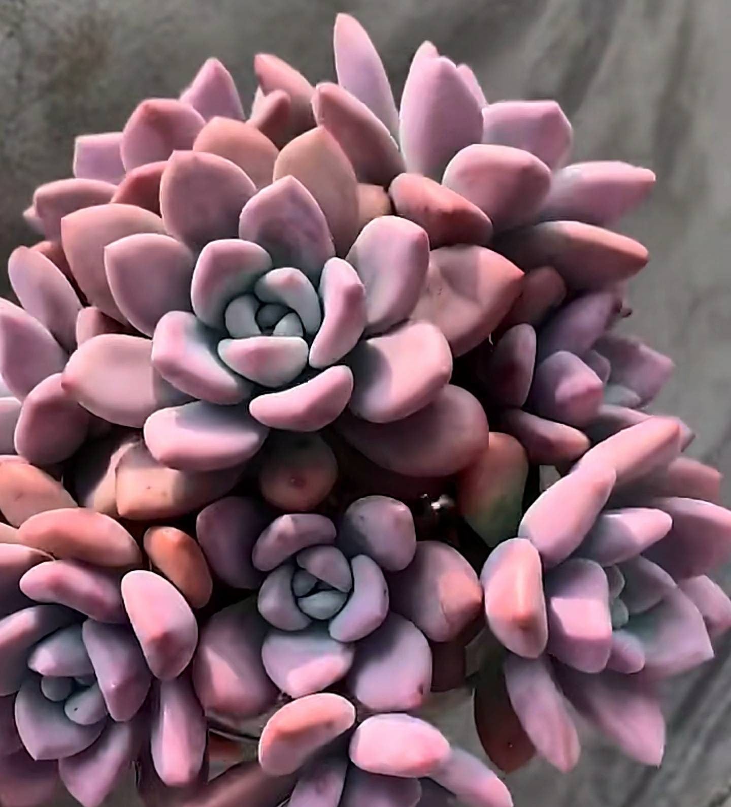 2” pot Graptoveria Opalina Succulent Plant