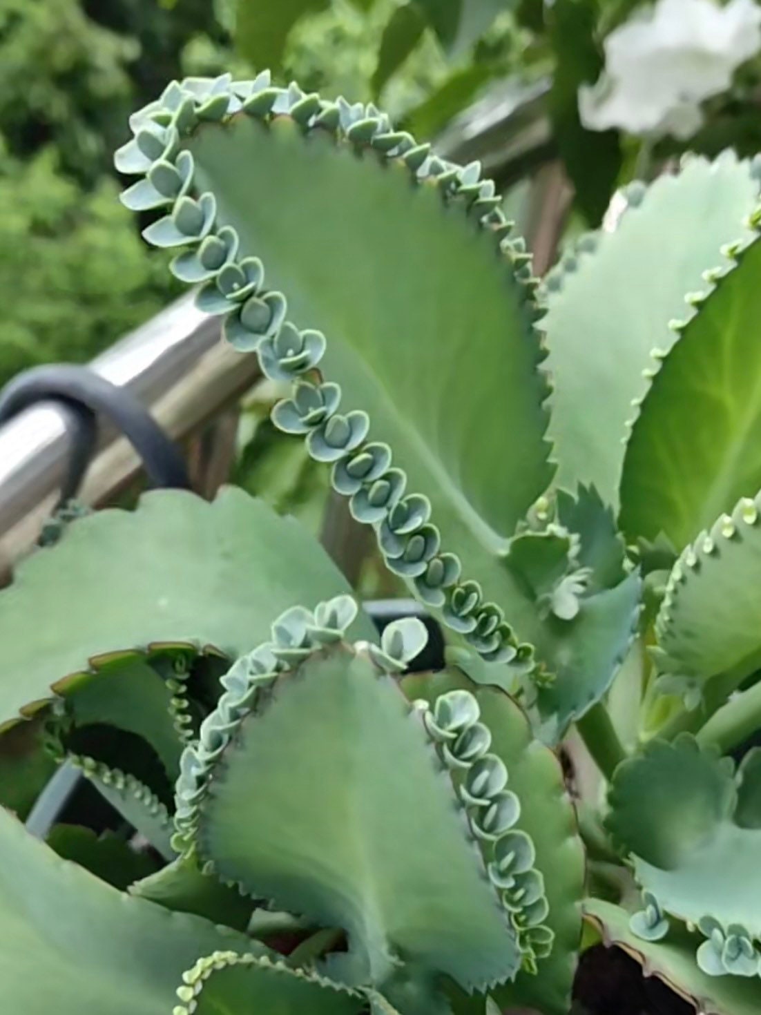 4”pot Kalanchoe Mother of Thousands