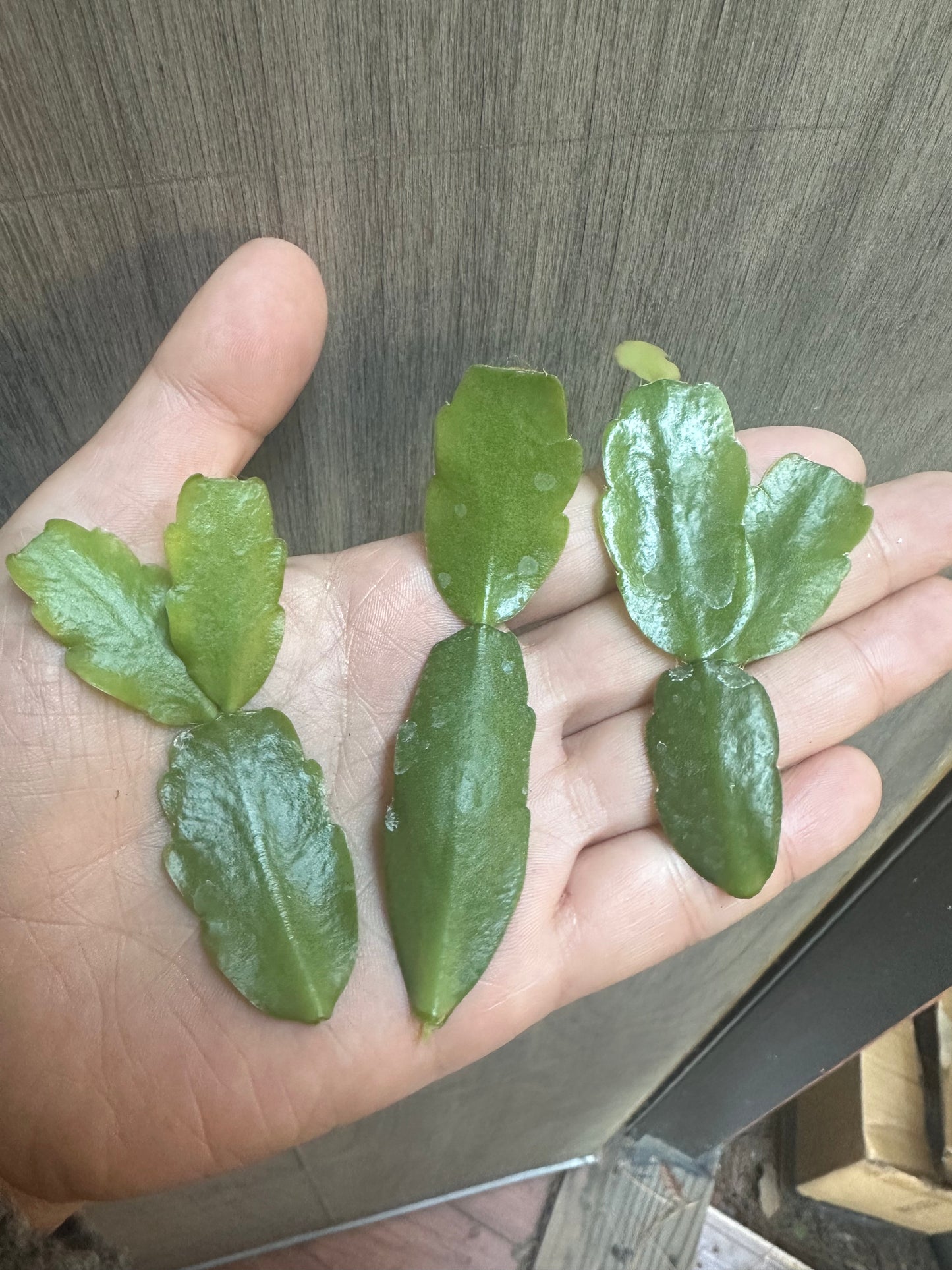 Cuttings/rooted 2"pot Live True Christmas Cactus