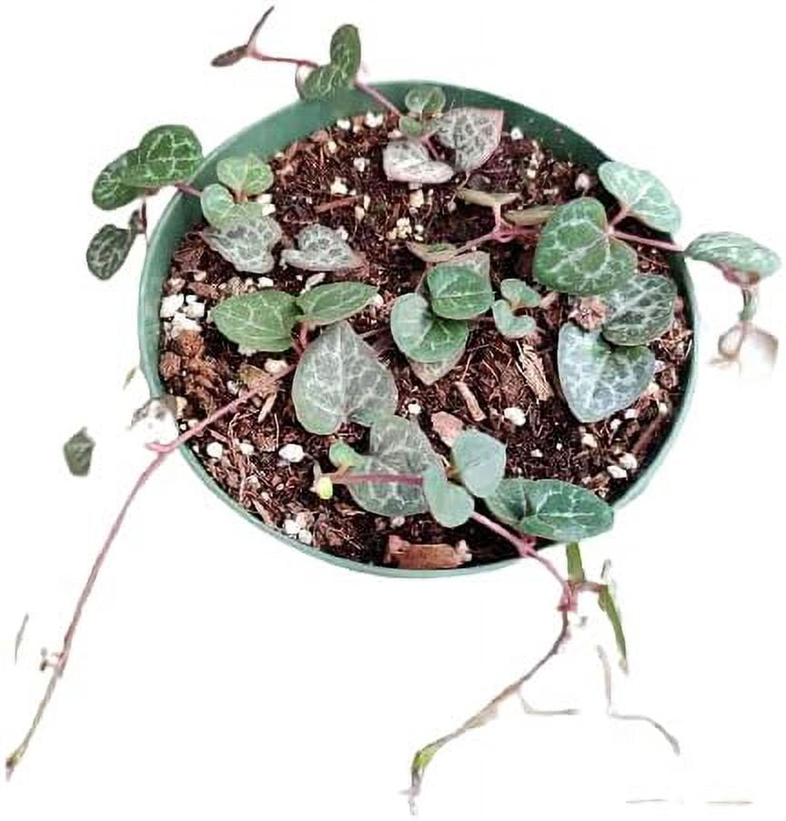 Live Trailing Succulent Plants 4" Pot  String of Hearts(Non-variegated) Live plants
