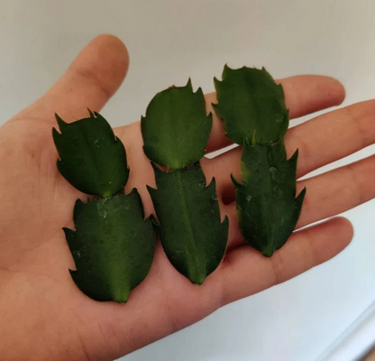 Leave cuttings Thanksgiving cactus Unrooted