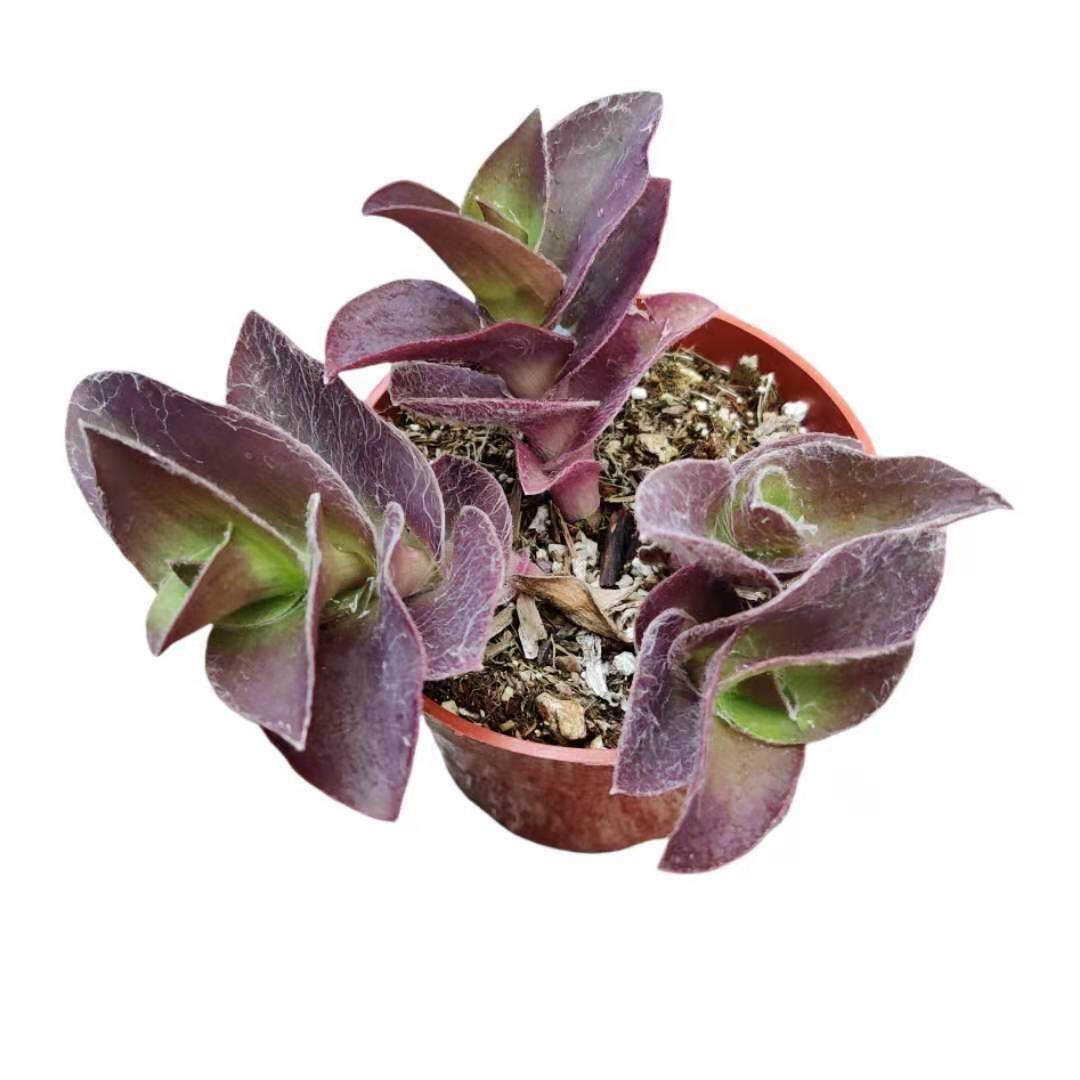 2"pot 4"pot Succulent Plants Tradescantia Pale Puma Wandering Jew