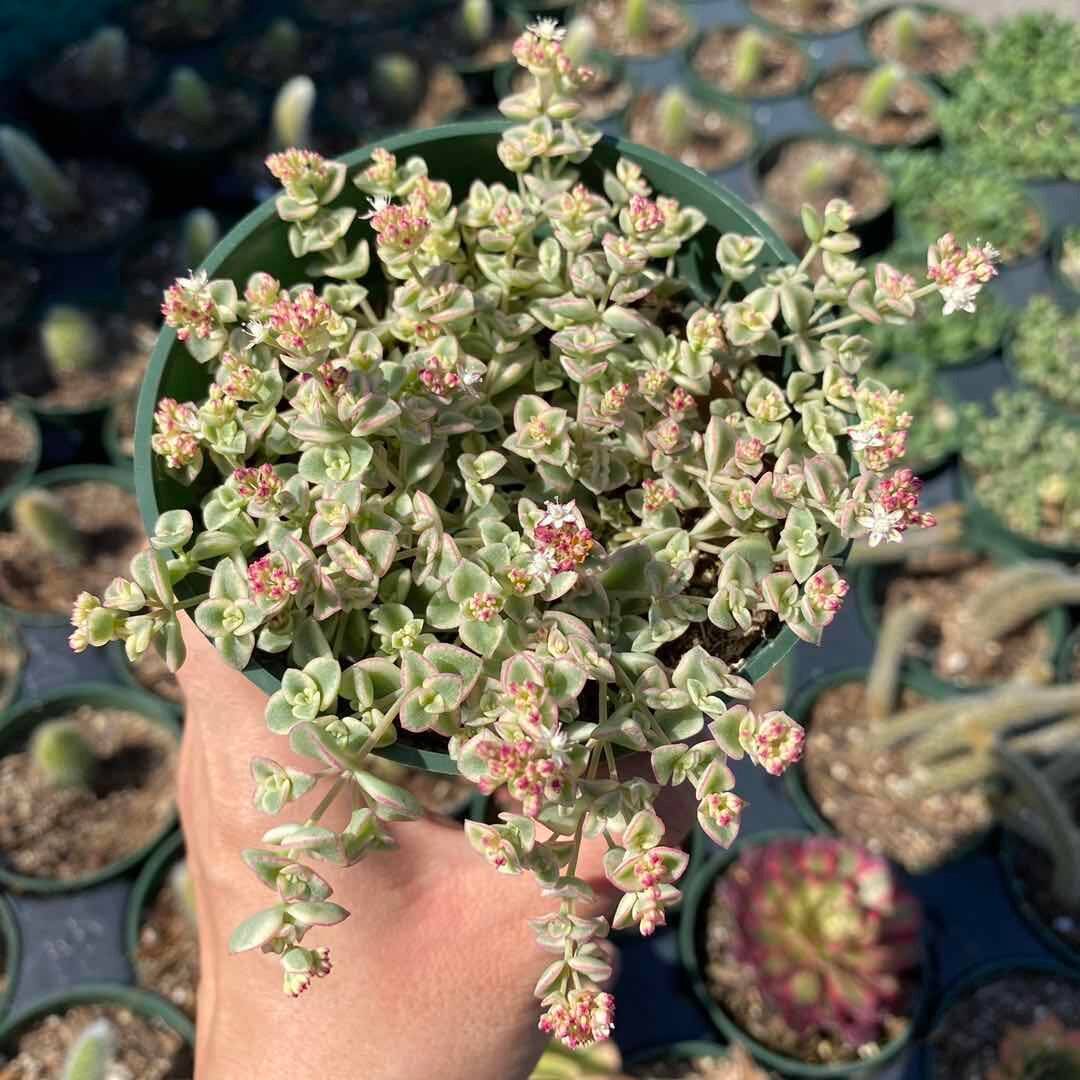 2”pot/4”pot Succulent Plants Sedum Little Missy - Variant 4