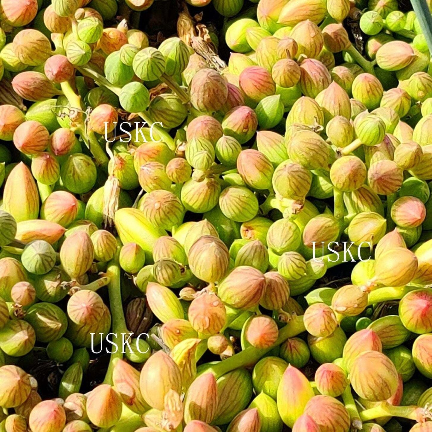 Cuttings/2"pot /4"pot Succulent Plants String of Watermelons rooted
