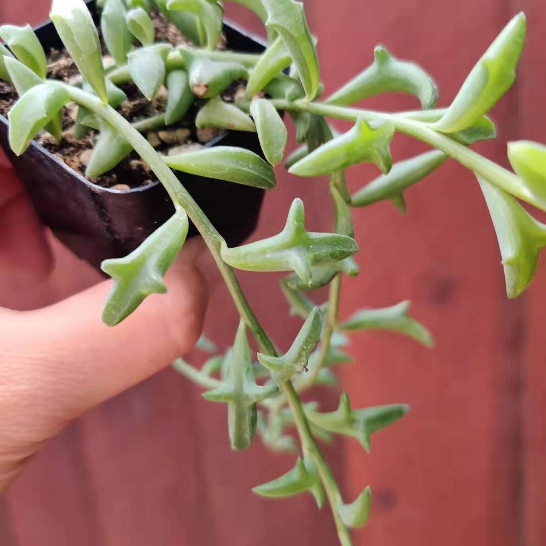 String of Dolphins Succulent | Live Cuttings or 2" Potted Plant
