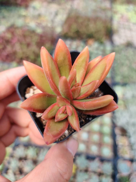 2"pot Sedum Adolphi Firestorm - Variant 2