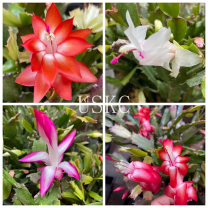 Leave cuttings Thanksgiving cactus Unrooted