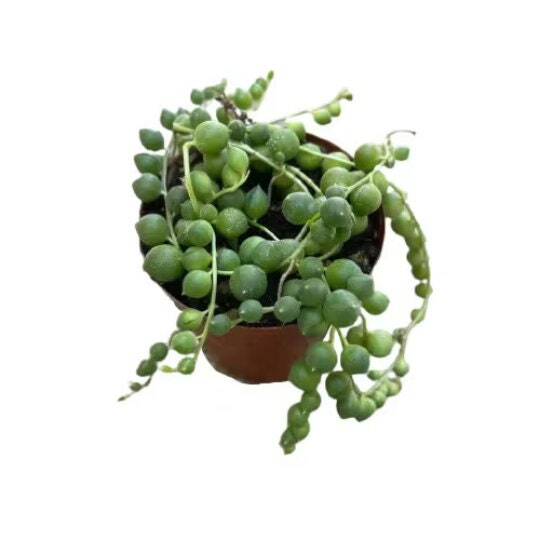 Cuttings  2" 4" 6”pot  String Of Pearls