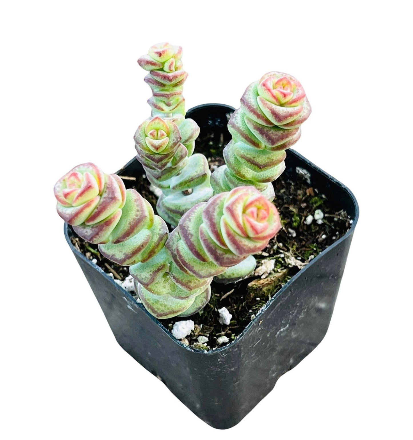 2"pot 4"pot Succulent Plants  Crassula  Jade Necklace  Vine Rosary