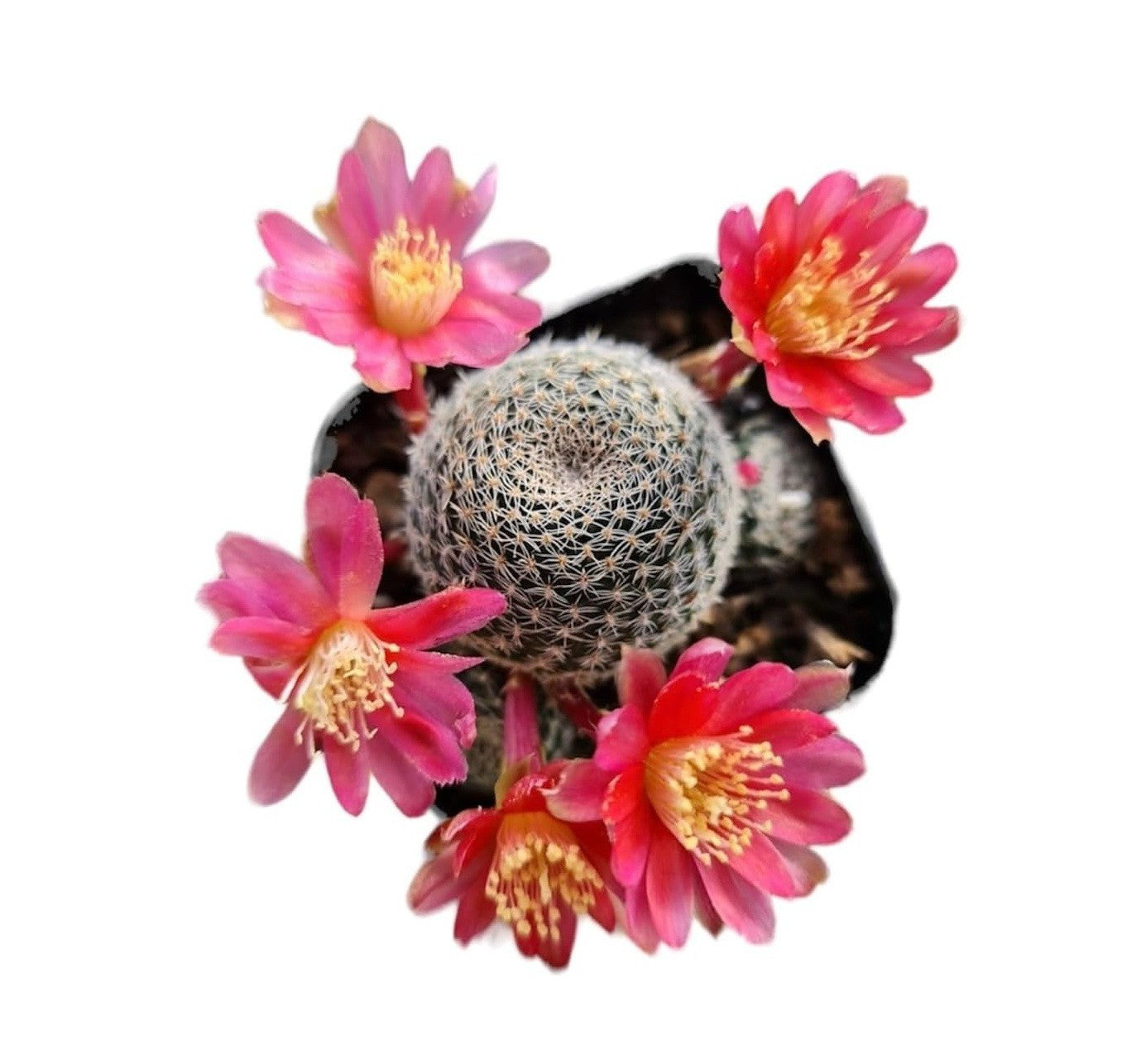 2" Pot Live Cactus Plant | Rebutia Albopectinata| Bloom Color #3