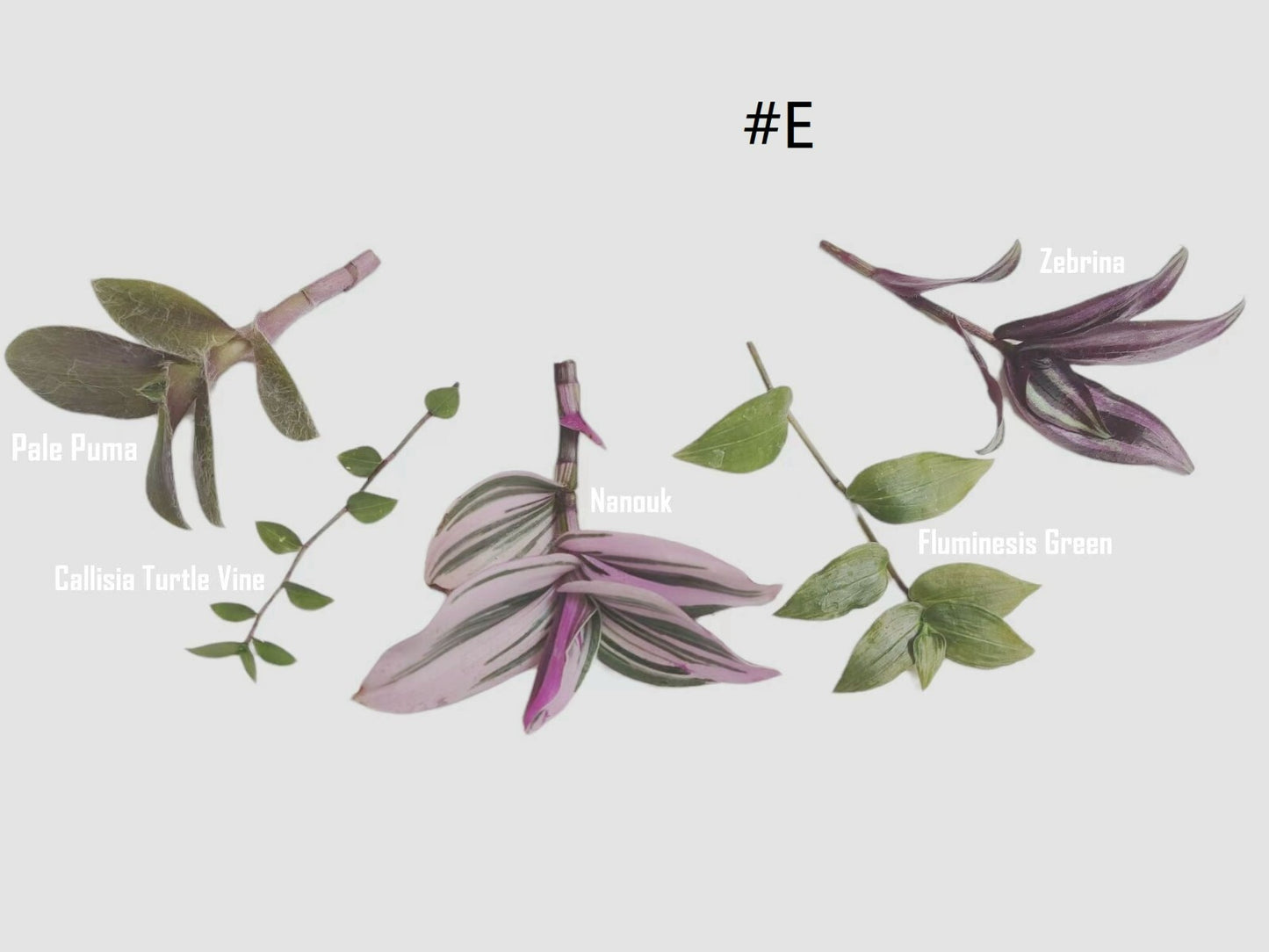 Wandering Jew Leave cutting Tradescantia/Callisia
