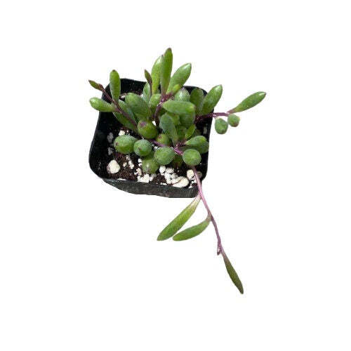 Cuttings/2" pot /4"pot Succulent Plants Othonna Capensis/Ruby Necklace - Variant 4