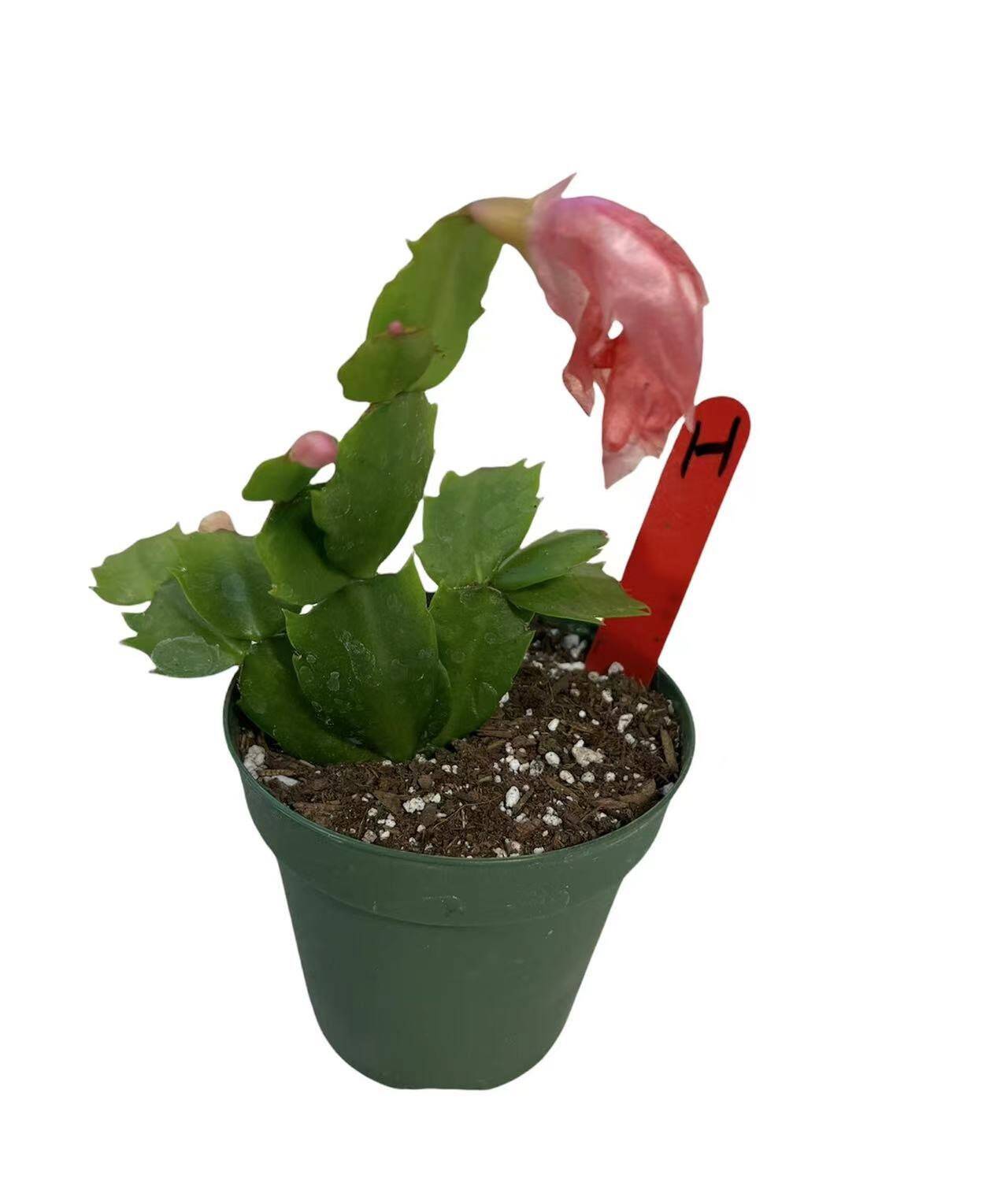 4”pot live plants  thanksgiving Cactus rooted