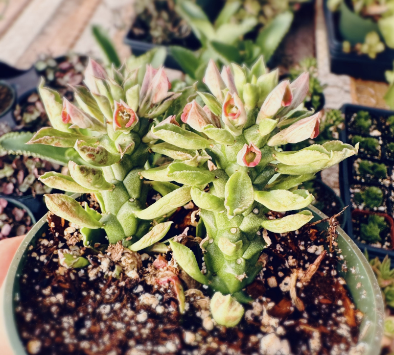 4"pot Succulent Plants Euphorbia guentheri