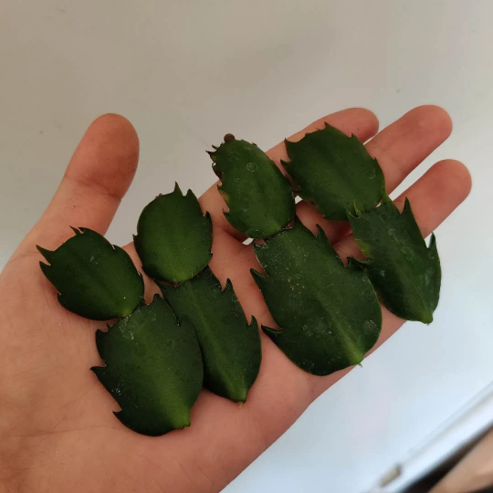 Leave cuttings Thanksgiving cactus Unrooted
