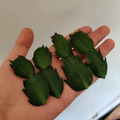 Leave cuttings Thanksgiving cactus Unrooted