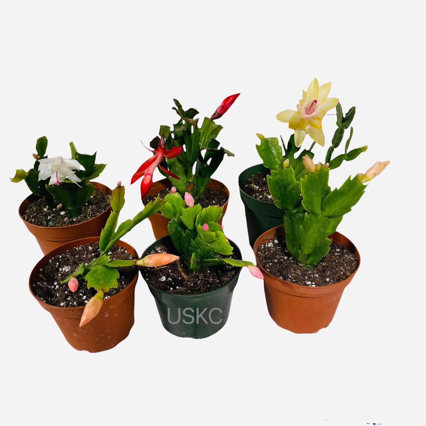 4”pot live plants  thanksgiving Cactus rooted