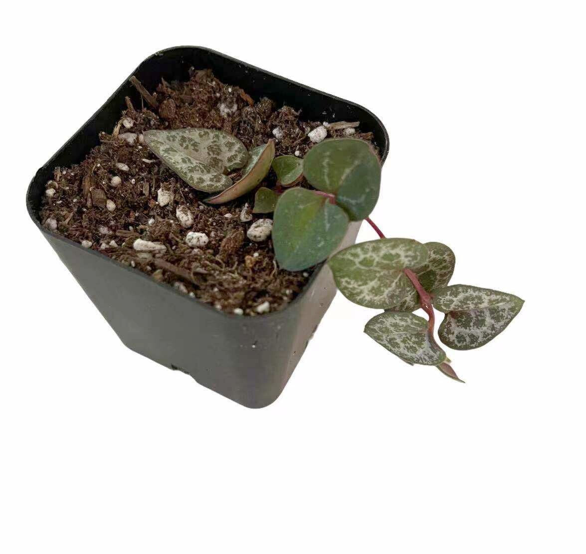 Live Succulent Plants String of Hearts Ceropegia woodii well rooted