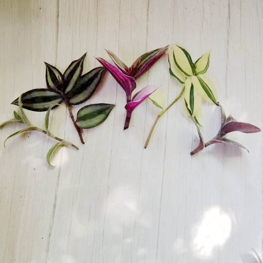 Wandering Jew Leave cutting Tradescantia/Callisia - 3 pcs mix