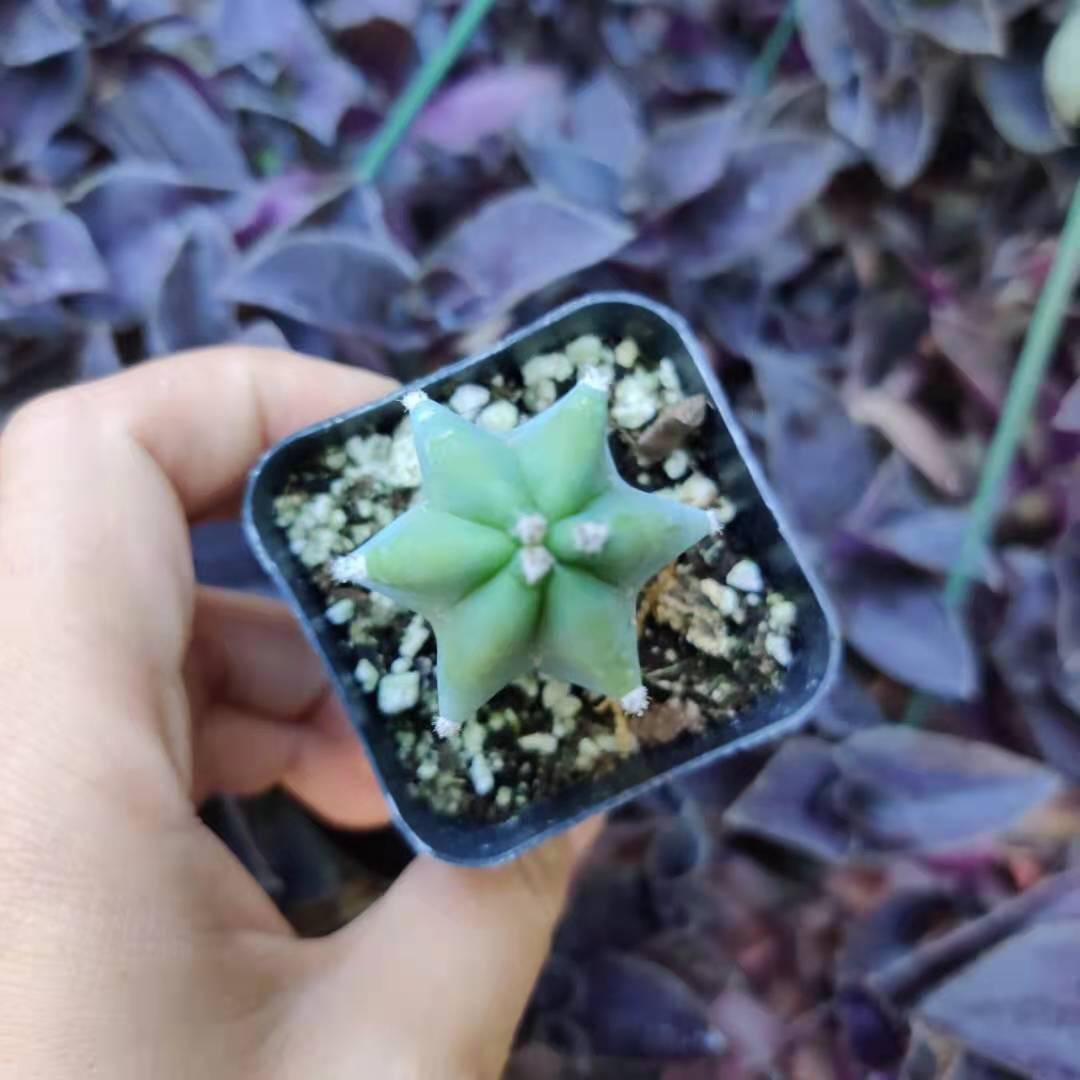 2" pot 4"pot Blue Candle Cactus Myrtillocactus Geometrizans