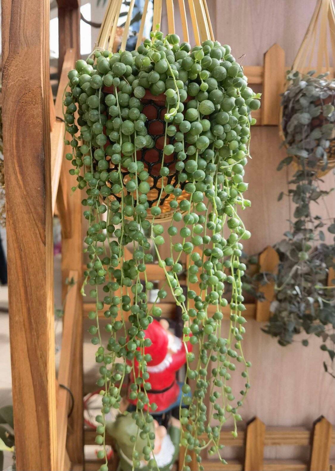 Cuttings  2" 4" 6”pot  String Of Pearls