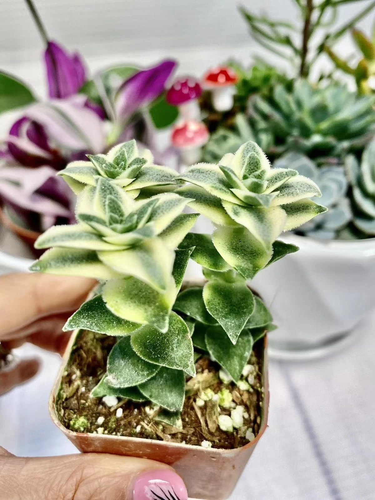 2" pot Crassula perforata Variegata -String of Buttons