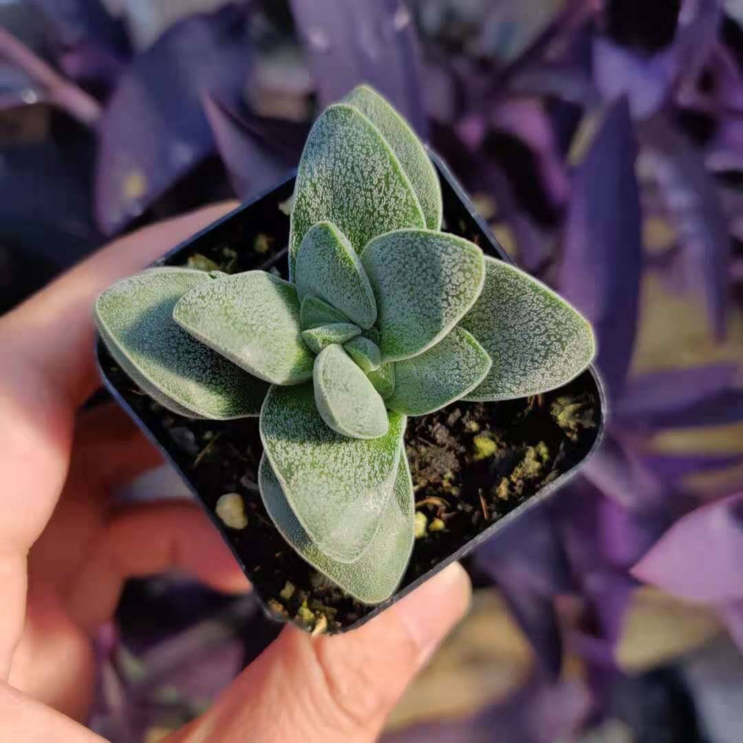 2"pot 4"pot Succulent Plant Crassula Morgan’s Beauty