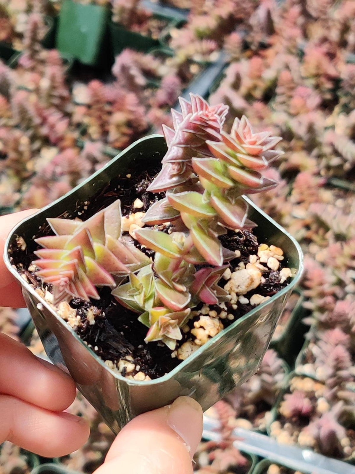 2"pot 4" pot Crassula tabularis Pagoda Village