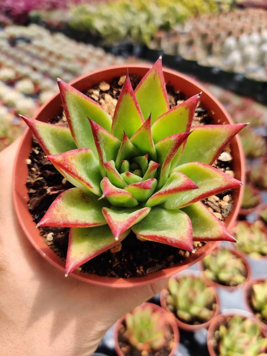2”pot 4” Succulent Plants echeveria agavoides lip stick - 4"pot bare root ship