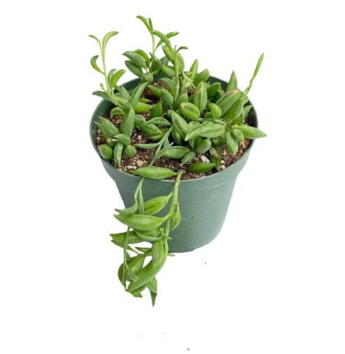 Cuttings/2" pot 4"pot String of Bananas Senecio radicans - Variant 4