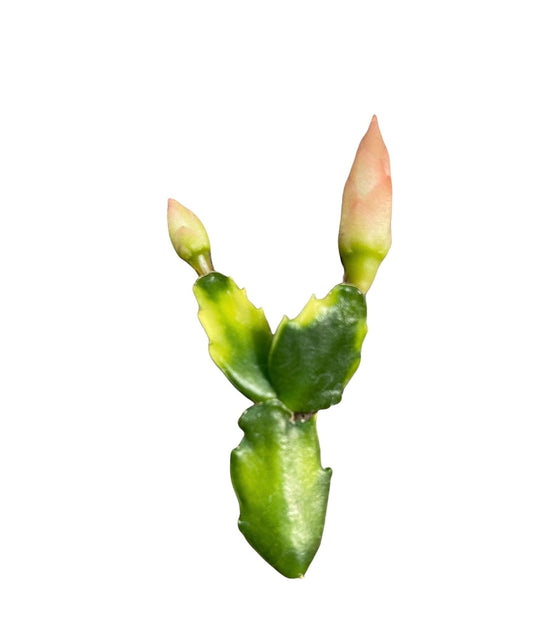 Unrooted Leave cuttings Thanksgiving cactus - 4 random cuttings