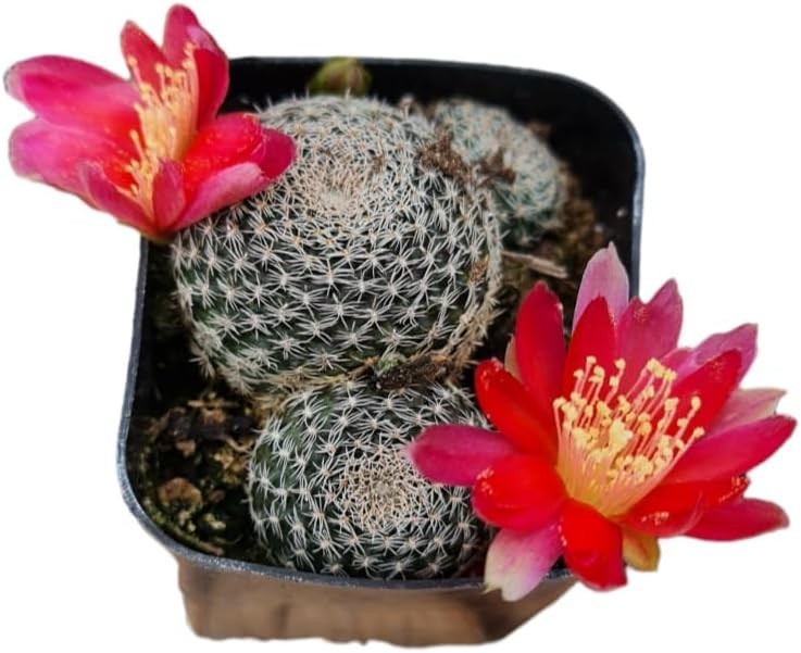 2" Pot Live Cactus Plant | Rebutia Albopectinata| Bloom Color #3