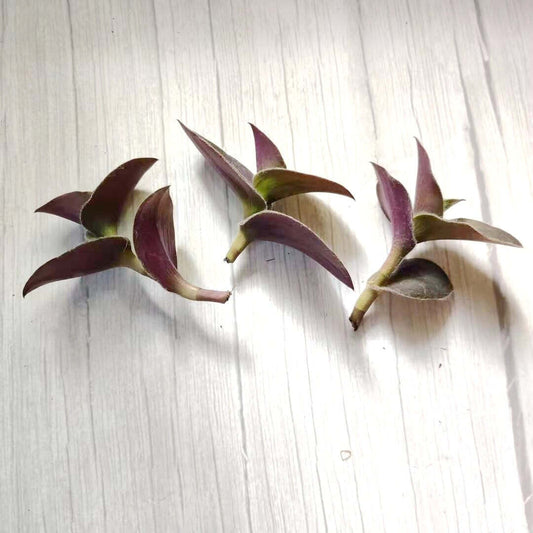 Wandering Jew Leave cutting Tradescantia/Callisia - 3pc Fuzzy White