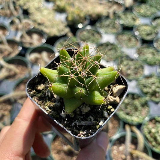 2”pot Cactus Plants Mammillaria longimamma - Variant 2